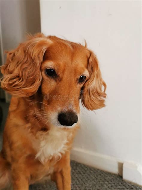 Image result for Long Hair Cockapoo