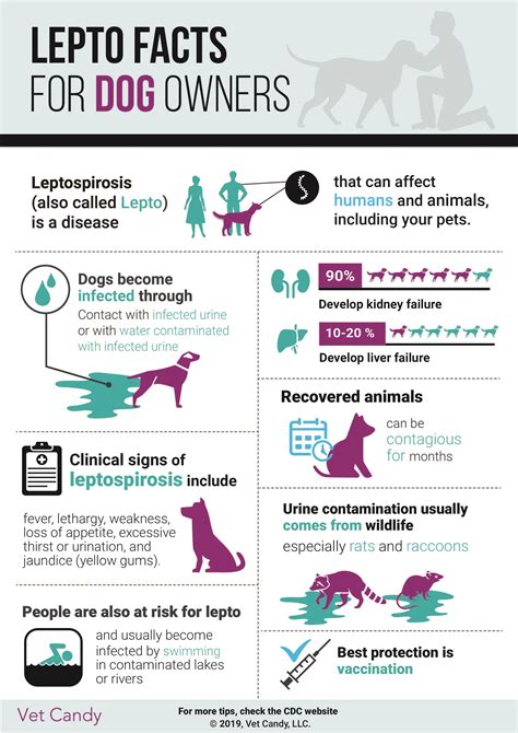 How Does A Dog Get Lepto