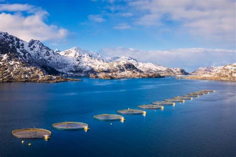 Norway green lights GM rapeseed omega-3 product in fish feed