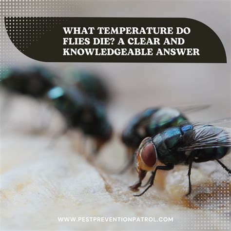 What Temperature Do Flies Die? A Clear and Knowledgeable Answer - Pest Prevention Patrol