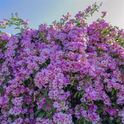 Bahan Traders Garlic Vine|Lahsun Lata Live Climbing Flowering Plant for ...