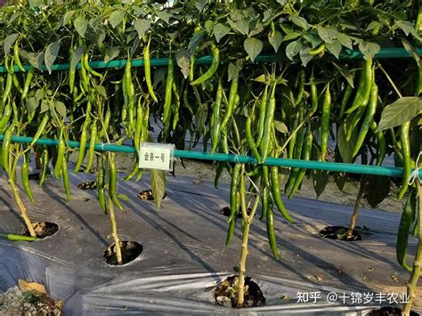 农民栽培早春青辣椒，掌握青椒栽培要点，亩收益上万元 - 知乎