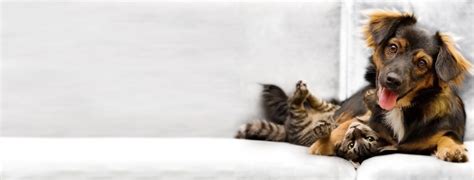 Homepage | Centralia Animal Hospital