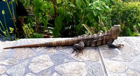 CASA PARGO (Quepos) - Apartment Reviews & Photos - Tripadvisor