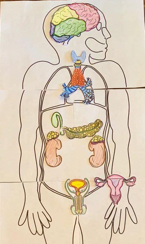 Image result for Endocrine System Project Model