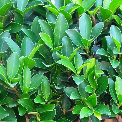 Ficus Nitida Hedge