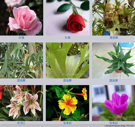 常见花图片及名称(常见的花名字及图片各种各样) - 养花经验
