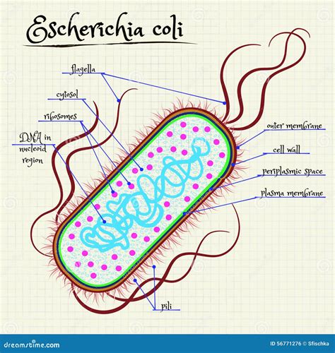 The Structure Of Escherichia Coli Stock Vector - Image: 56771276
