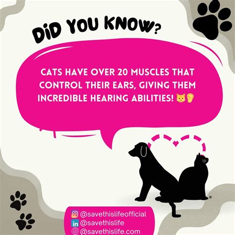 Save This Life - Microchip & Pet Recovery System (@savethislifeofficial ...