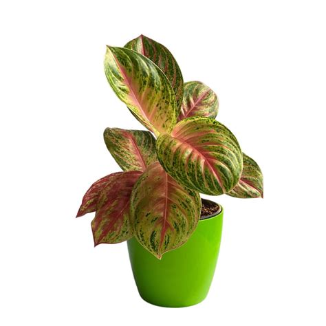 Aglaonema Prestige Premium Variety Natural Live Plant in Pot — Mahindra ...