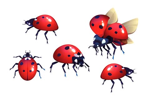 Image result for Ladybug Insect
