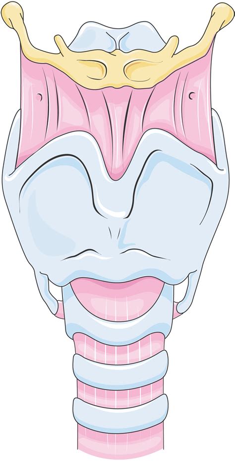 Larynx At University Of Hong Kong Studyblue