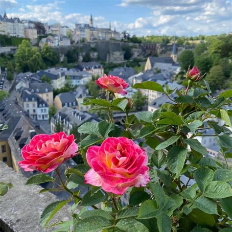 ROSE GARDEN (2026) All You Need to Know BEFORE You Go (with Photos ...