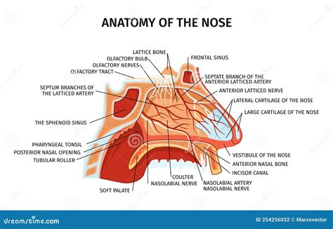 Nose Anatomy Flat Diagram Vector Illustration | CartoonDealer.com ...