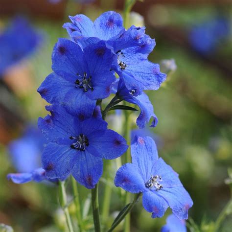 Delphinium Diamonds Blue | 1 Litre Garden Ready Plant