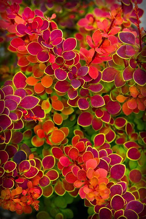 Barberry 'Orange Sunrise' (Berberis thunbergii) is a small-leafed ...