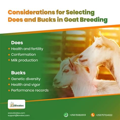 Image result for Goat Mating Behavior