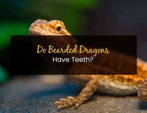 Do Bearded Dragons Have Teeth? - Little Pet Corner