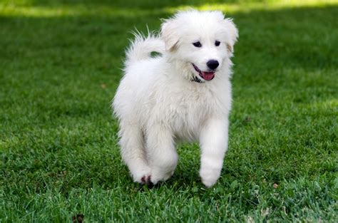 The Great Pyrenees Dog Breed Profile(Temperament) - 2020