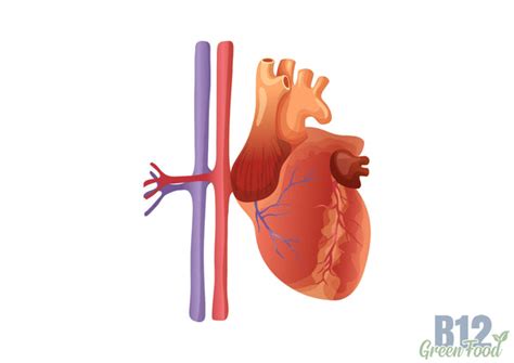 List of 5 Vitamin B12 Deficiency Medication – Bilipatra