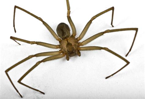 Brown recluse spider - nfcloki