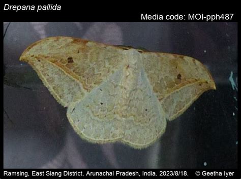 Drepana pallida | Moths