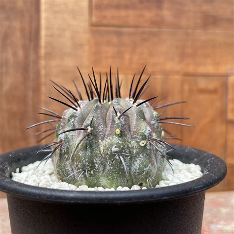 Copiapoa cinerea v. dealbata【コピアポア・黒士冠・実生】 | RIMO'S GREEN 【Saboten ...