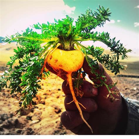 Image result for MACA