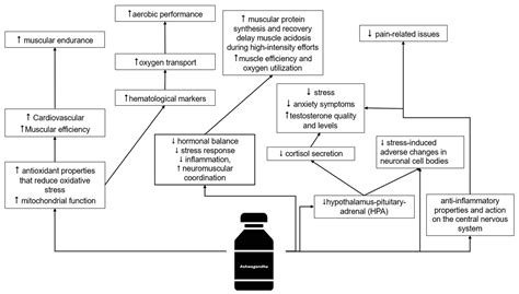 Biopsychological Effects of Ashwagandha (Withania somnifera) in ...