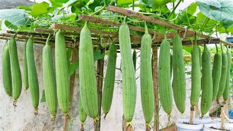 बेल में नहीं आ रही है 1 भी तोरई? अपनाएं ये देसी फार्मूला, बरसात में ...