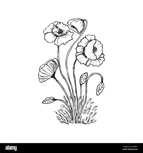 Black And White Poppy Clip Art at Tracey Parmelee blog