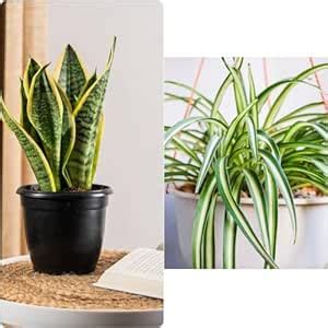 Air purifying plants,Song of India,Spider plant (Pack of 2 With pot ...