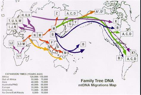 Imagine haplogroups as major branches on the family tree of man. These ...