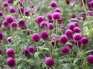 Golden Hills Farm® (AVG 50-500) seeds Gomphrena Seeds : Amazon.in ...