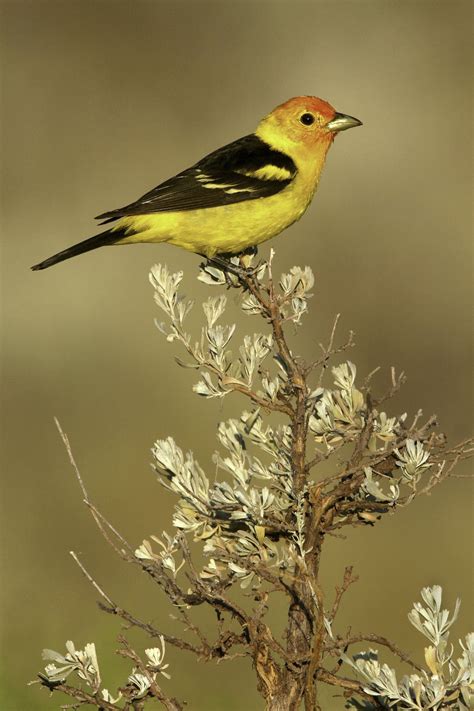Western Tanager from Oregon | Backyard birds, Bird photo, Beautiful birds