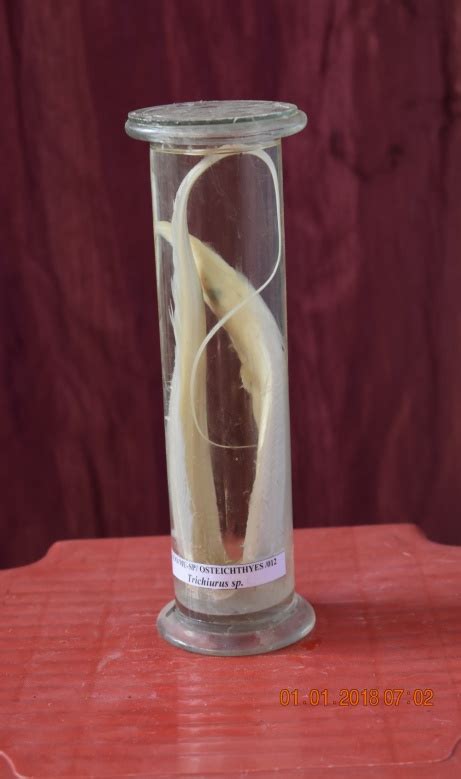 Welcome To Ramnagar College