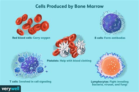 Image result for Bone Marrow Function