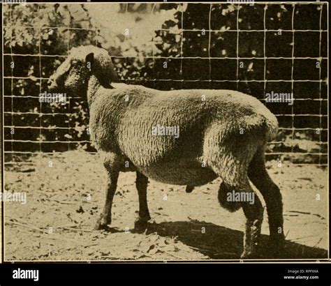 Goat sheep hybrid hi-res stock photography and images - Alamy