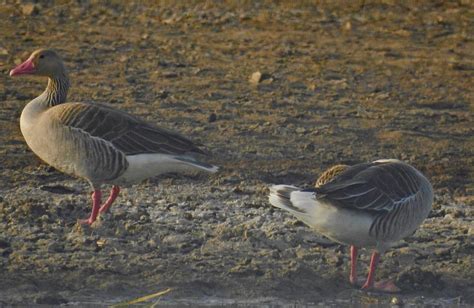 Ducks et al, (Anas Spp, Megus Spp., Anser Spp)