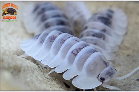 Rubber Ducky Isopods... We Specialize In The Rare & Exotic (Den...