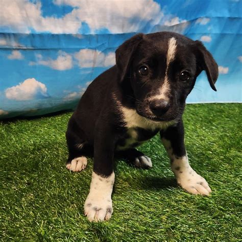 Dog for adoption - Hopscotch FJ, a Boxer & Shepherd Mix in Wheeling, WV ...