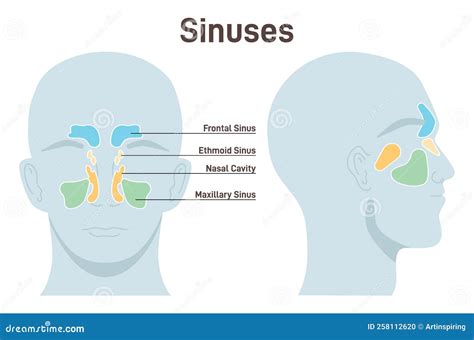 What Are The Four Nasal Sinuses at Opal Forte blog