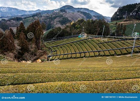 Tea Plantations Japan 的图像结果
