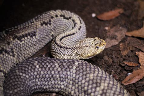 7 Different Types of Rattlesnakes in Utah