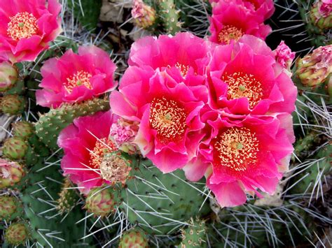 Types Of Cactus Plants With Flowers