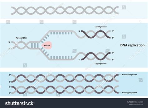 DNA Replication 的图像结果