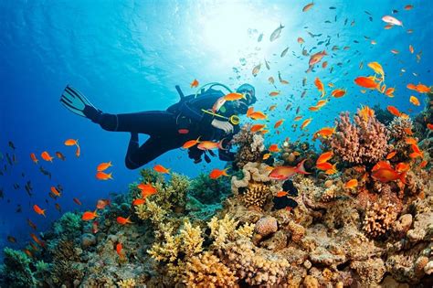 Scuba Diving in Andaman: Best Places, Tariff, Best Time, and More!
