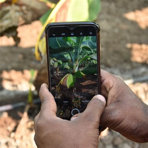 AgroStar | AgriTech Solutions India, Farm Advisory & Market Access