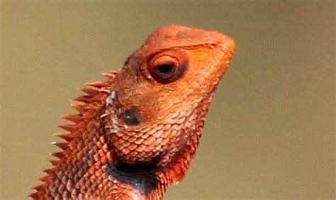 BAGHIRA LOG HUTS (Kanha National Park) - Campground Reviews & Photos ...