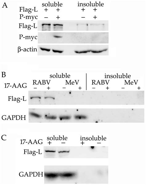 Hsp90 Activity Is Necessary for the Maturation of Rabies Virus Polymerase
